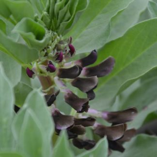 Broad Beans