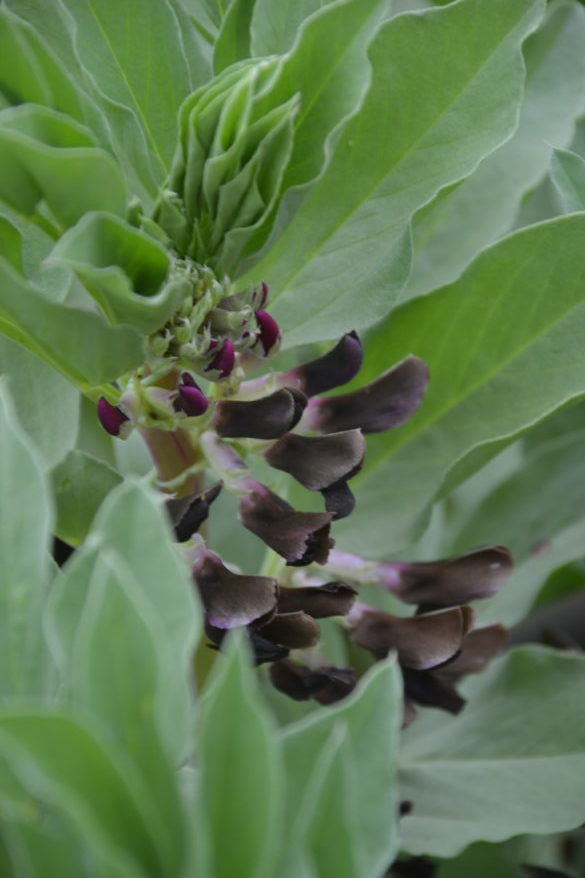 Broad Beans Broad Beans