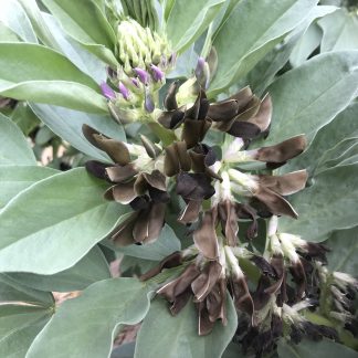 Broad Beans- Chocolate Brown Flowers