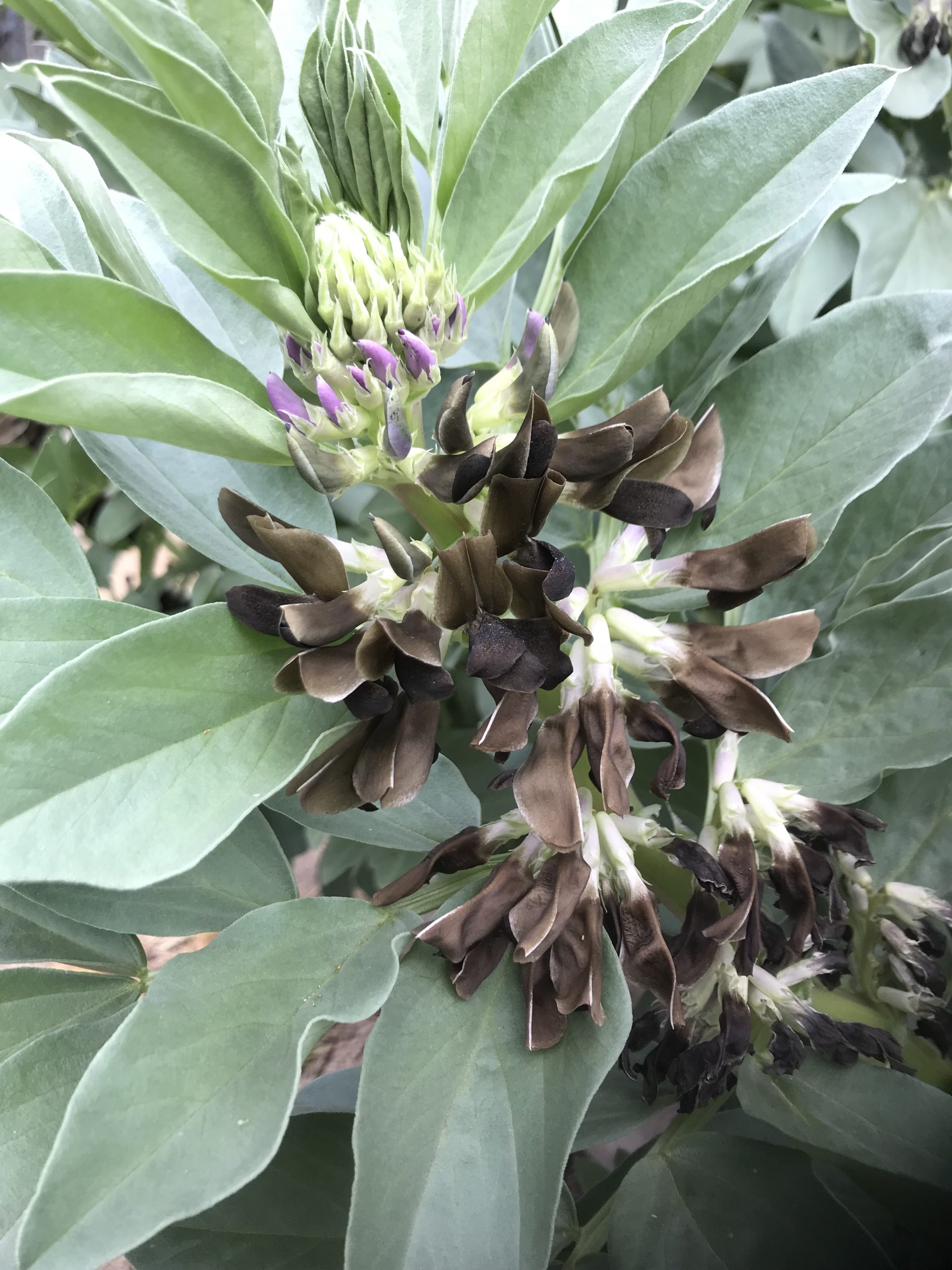 Broad Beans- Chocolate Brown Flowers Broad Beans- Chocolate Brown Flowers