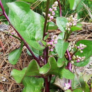 Ceylon or malabar spinach