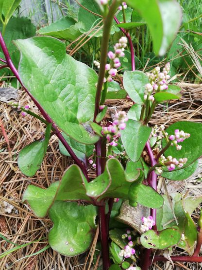 Ceylon or malabar spinach