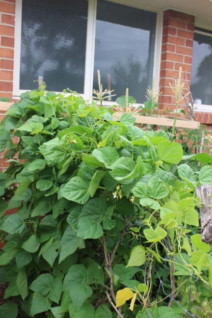 Climbing Bean