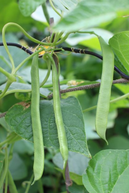 Climbing Bean