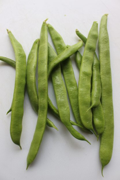 Climbing Bean - Image 4