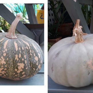 Pumpkin Mix : Queensland Blue + Kent/Jap