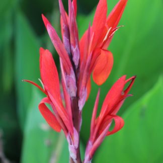 Canna or Canna Lily (Red)