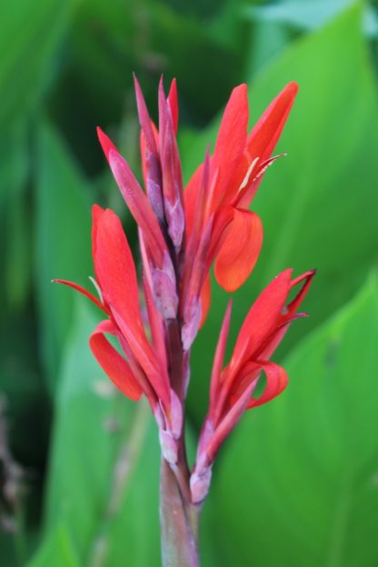 Canna or Canna Lily (Red)