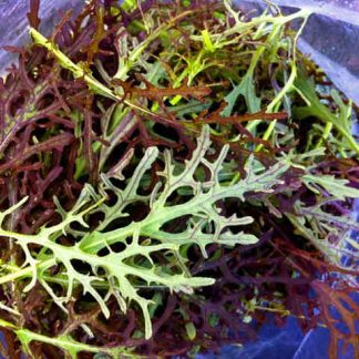Frilled Red Mustard