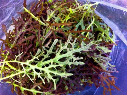 Frilled Red Mustard