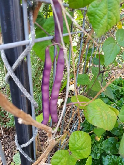Climbing Bean - Purple King
