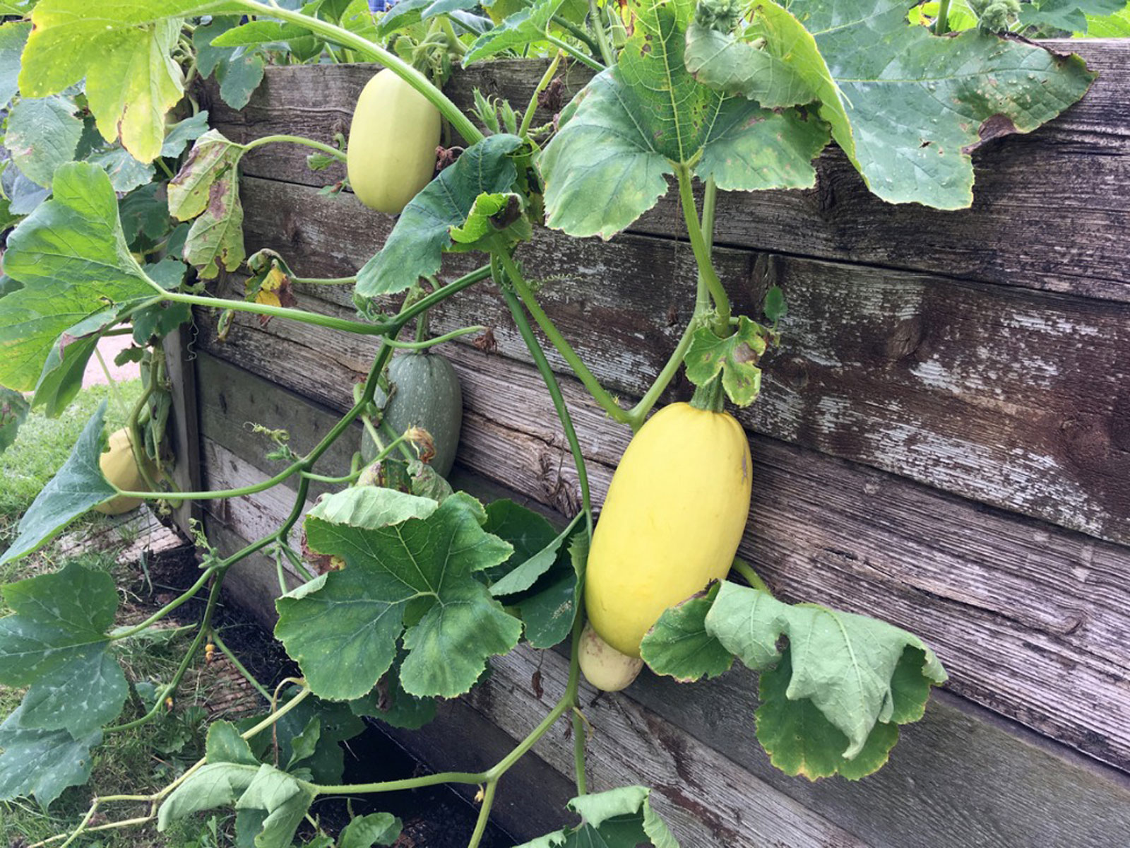 Spaghetti Squash Spaghetti Squash
