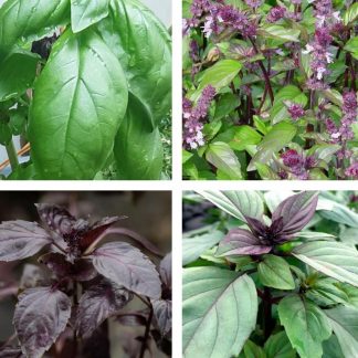 Basil (4 varieties)