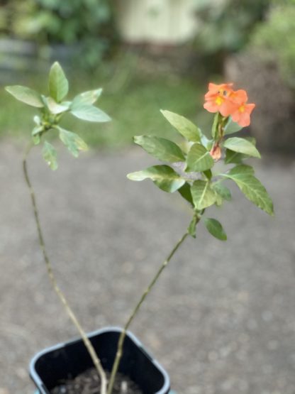 Organic Firecracker flower/ Crossandra infundibuliformis/ Kanakambram