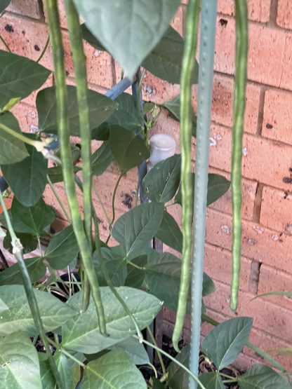 Organic Yard long beans/ Climbing Snake beans