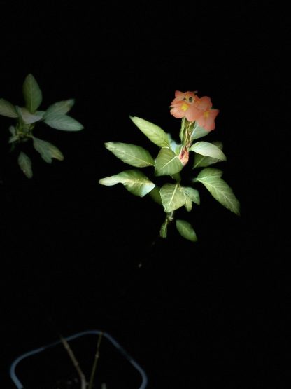 Organic Firecracker flower/ Crossandra infundibuliformis/ Kanakambram