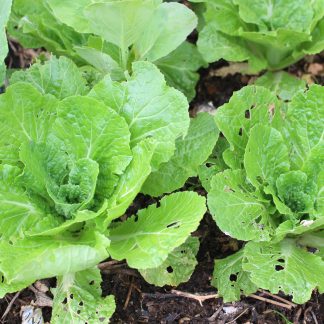 Chinese Cabbage "Nagaoka"