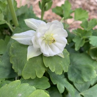 Aquilegia : Double White - Granny’s Bonnets / Columbines