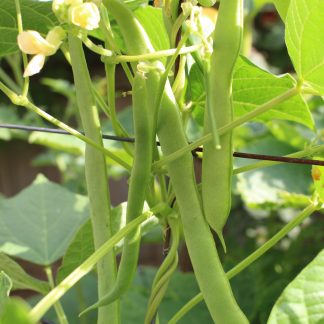 Climbing Bean