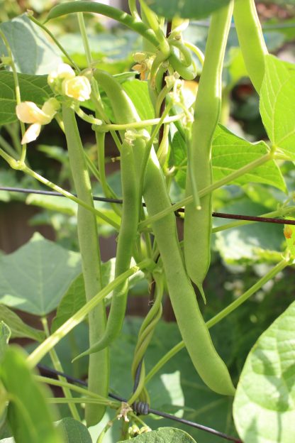 Climbing Bean