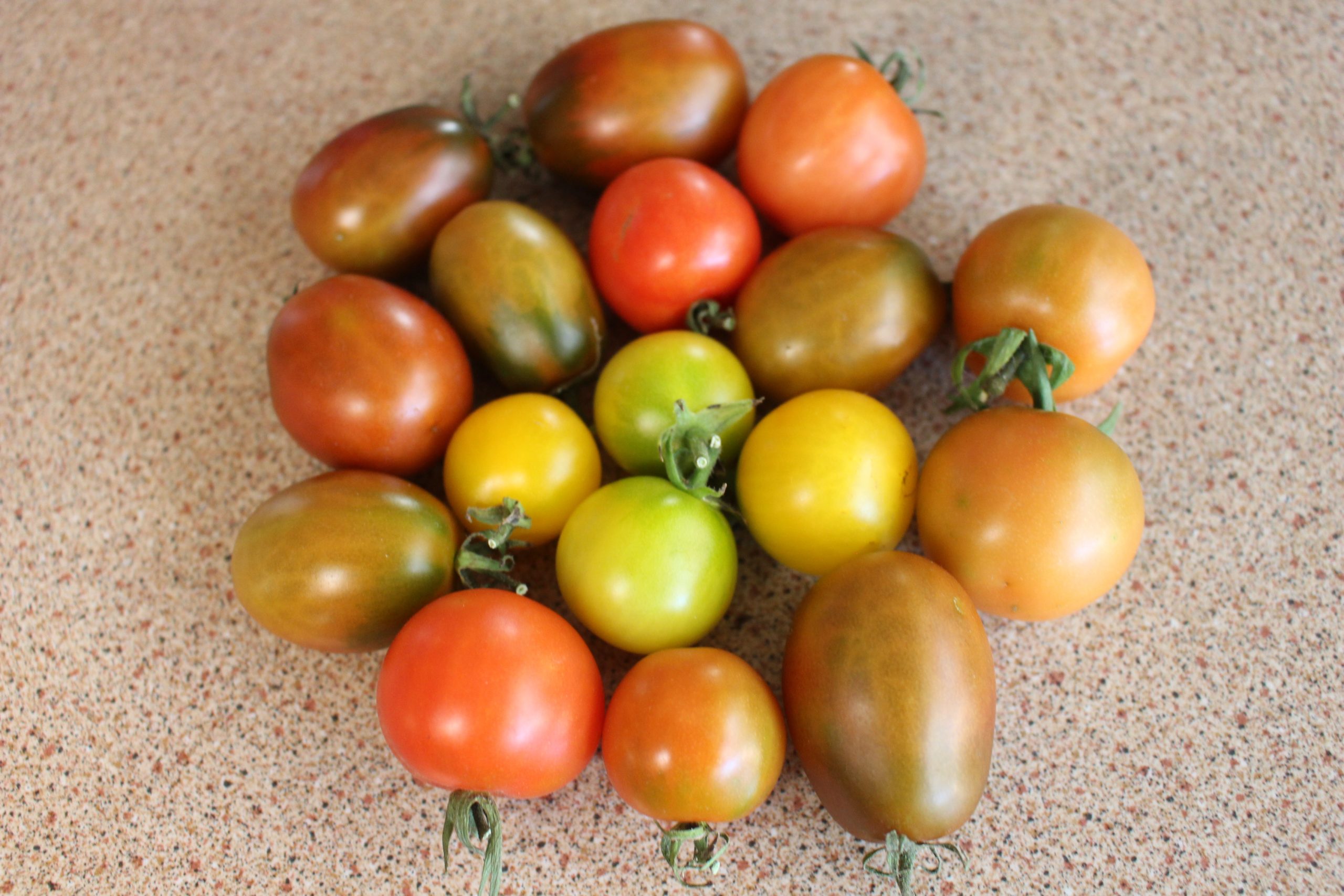 Tomato Mix Tomato Mix - Image 6