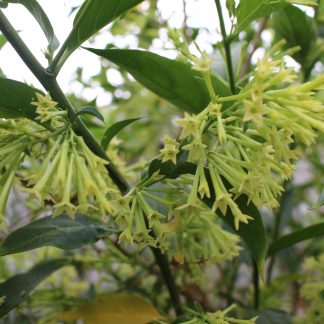 Night Blooming Jasmine