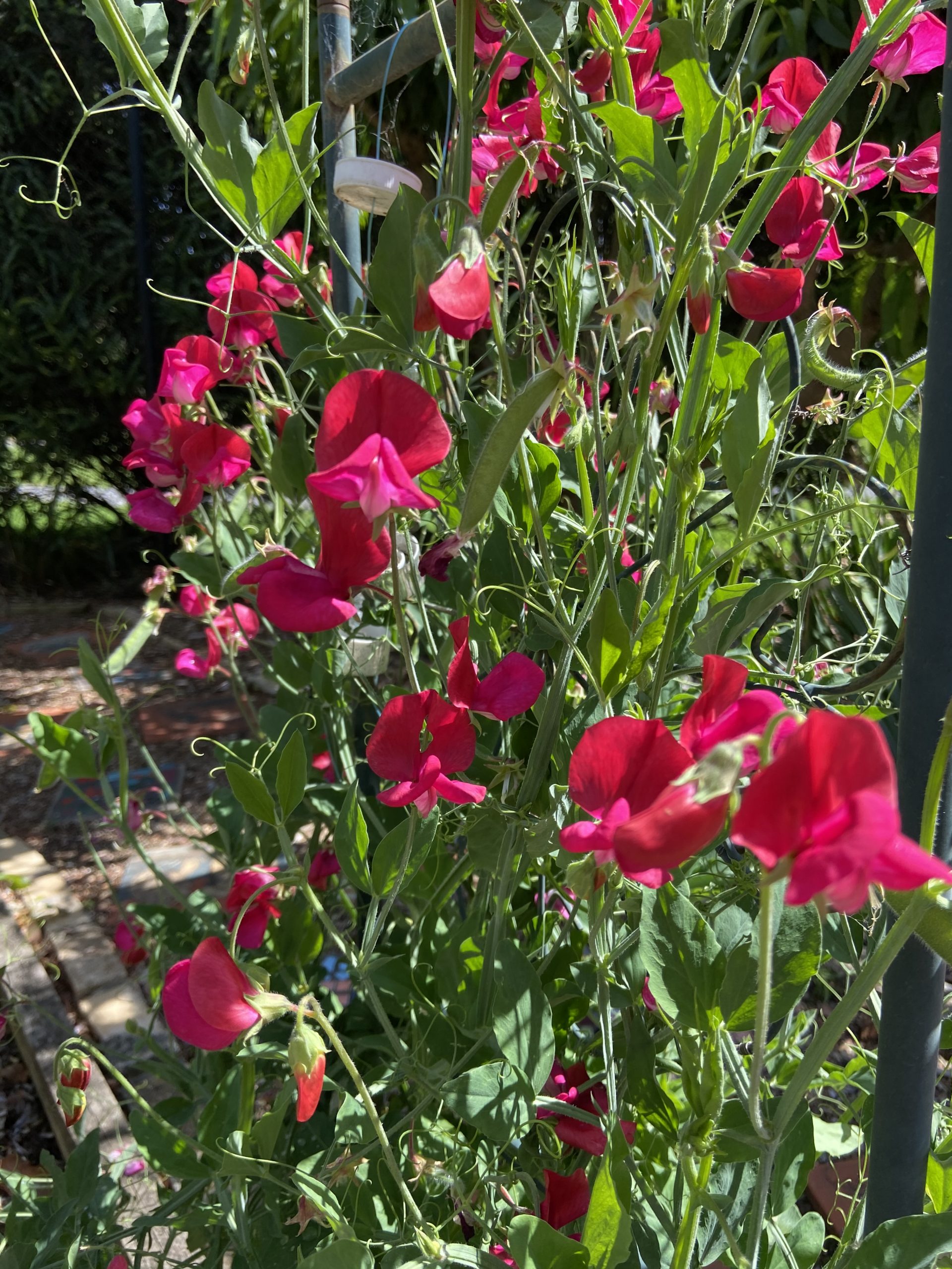 SweetPeas - Bright Pink SweetPeas - Bright Pink - Image 5
