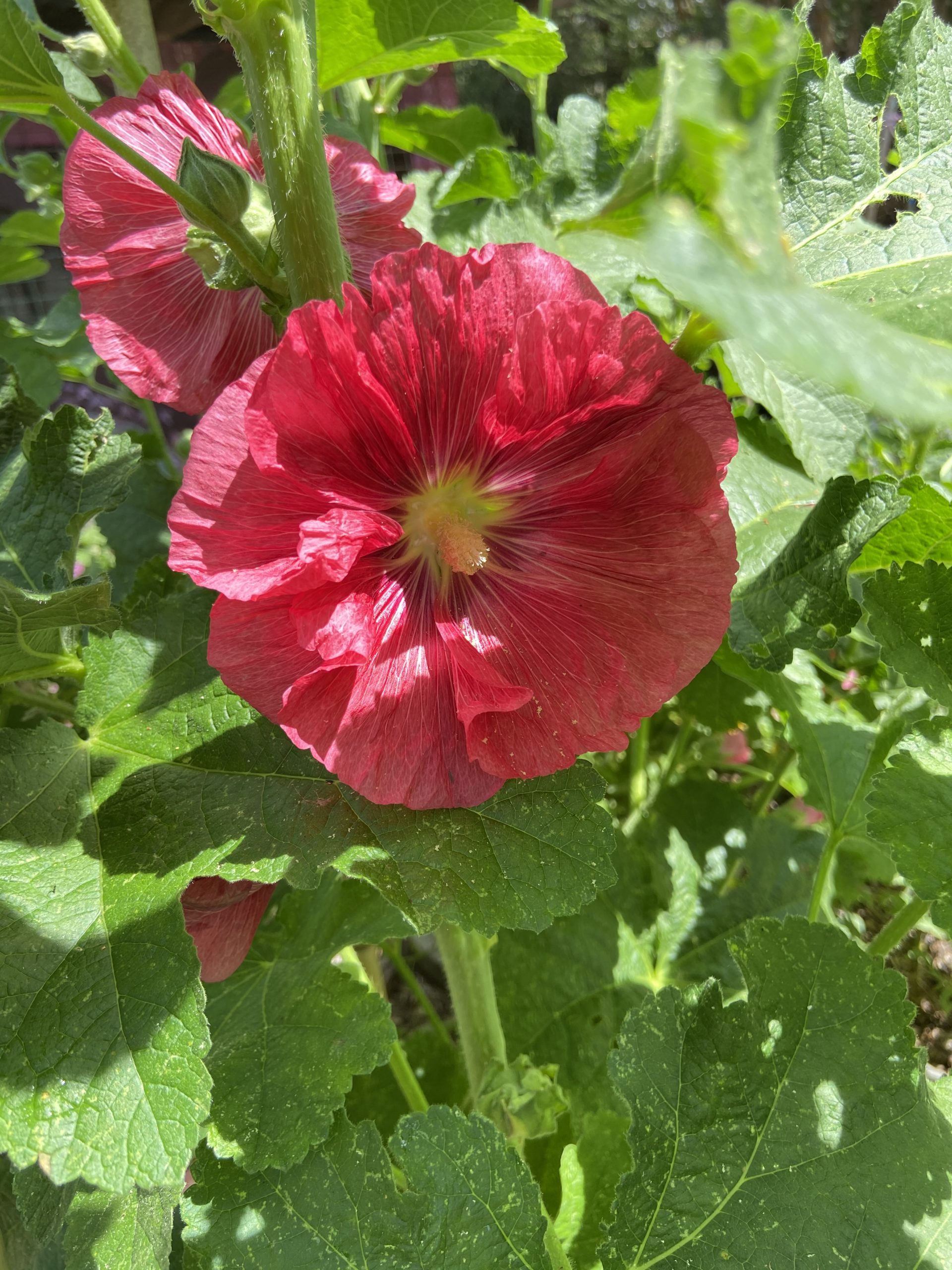 Hollyhocks - Mixed Colours Hollyhocks - Mixed Colours - Image 3