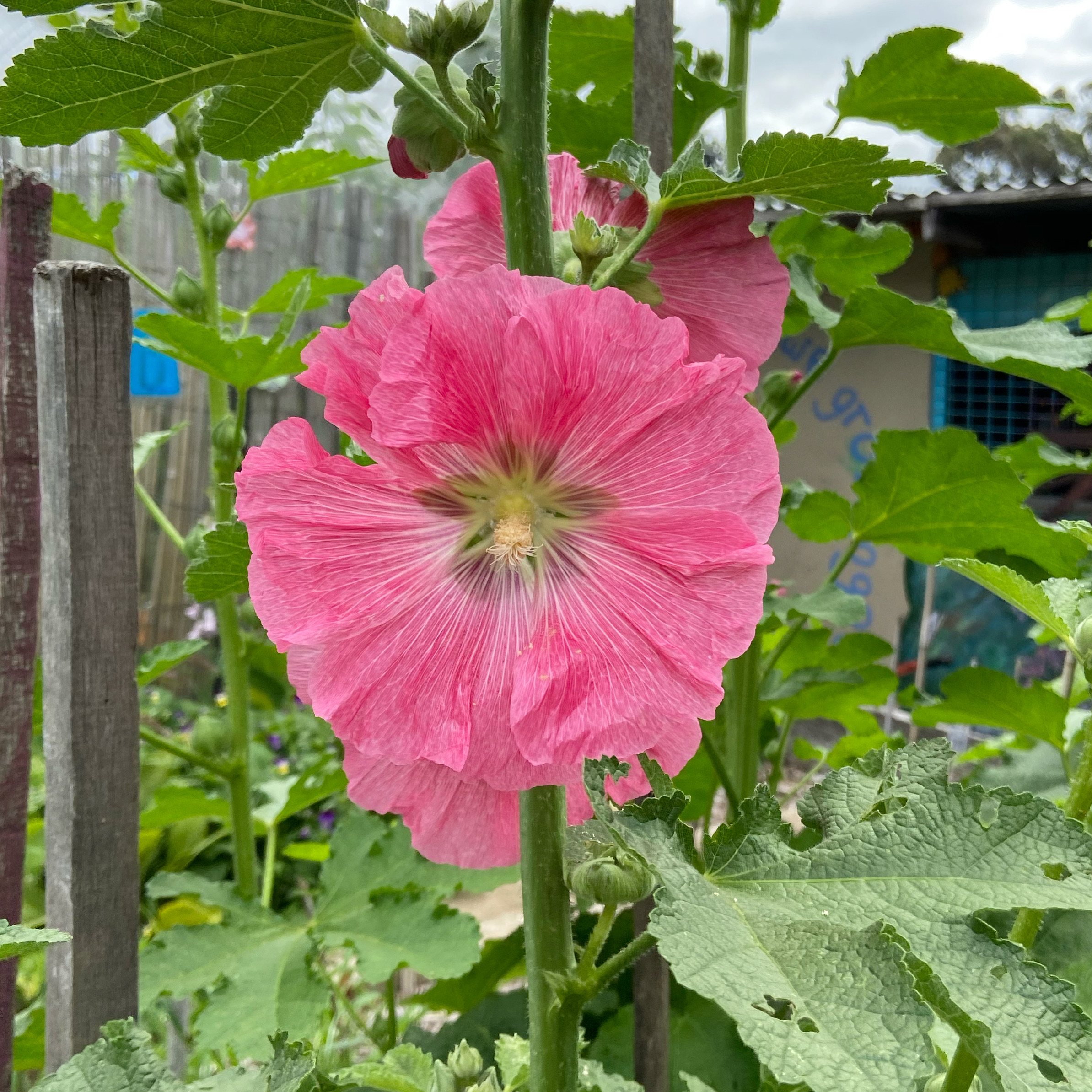 Hollyhocks - Mixed Colours Hollyhocks - Mixed Colours - Image 2