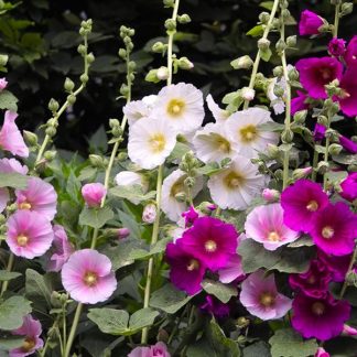 Hollyhock - pink, mauve and white