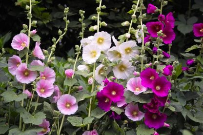 Hollyhock - pink, mauve and white