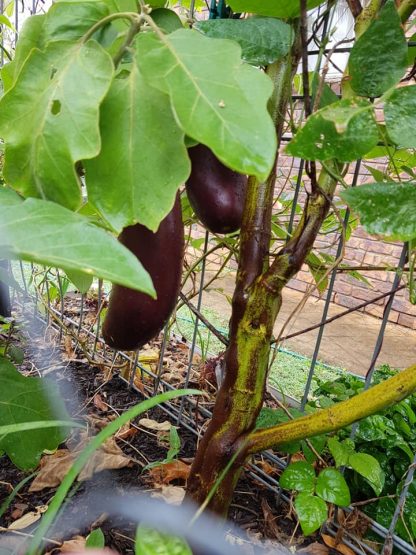 Eggplant - Black Beauty