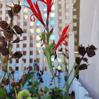 Canna Lily - Firecracker