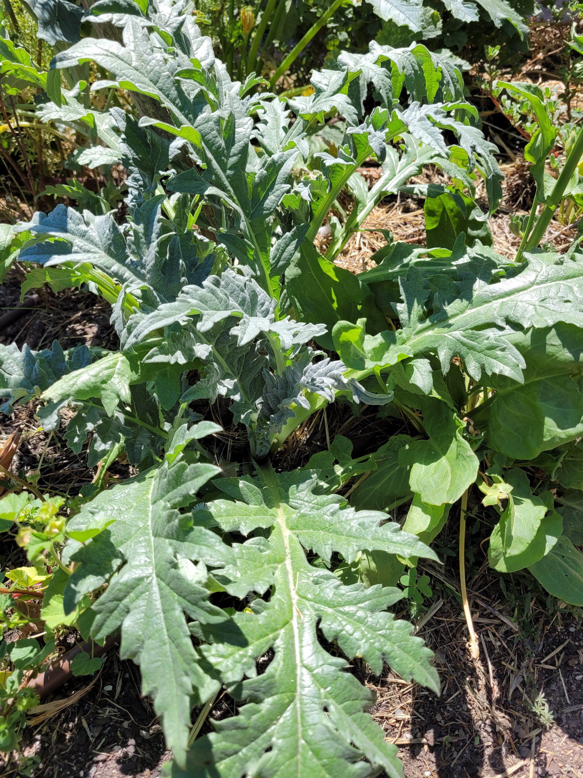 Globe Artichoke Globe Artichoke