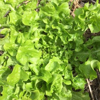 Green Oakleaf Lettuce