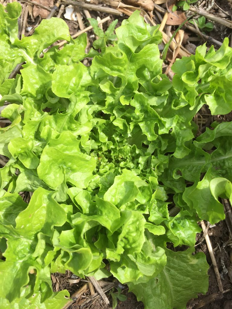 Green Oakleaf Lettuce Local Seeds