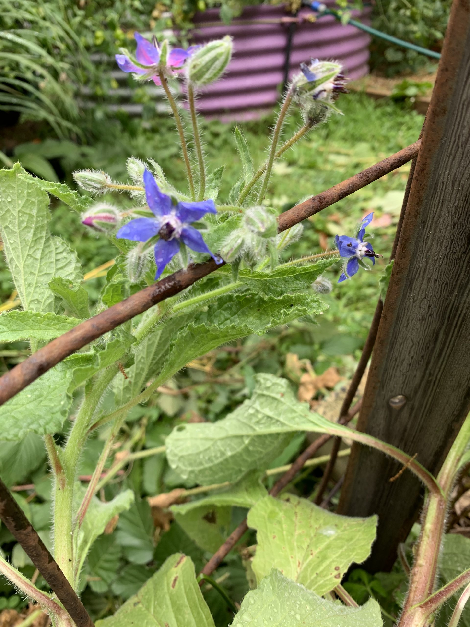 Borage - Blue Borage - Blue - Image 2