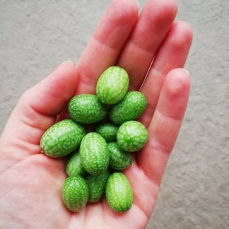 Cucamelon or mouse melon