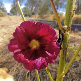 Hollyhock (maroon)