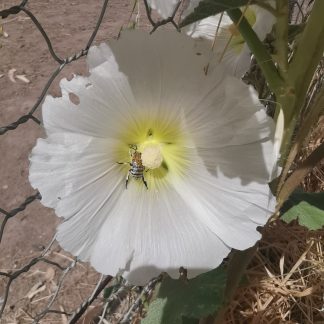Hollyhock (white)