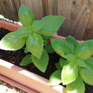 Basil Sweet Genovese