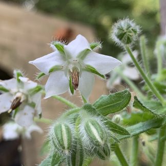 Borage - White
