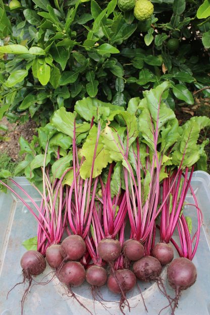 Beetroot "Red Globe"