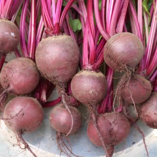 Beetroot "Red Globe"
