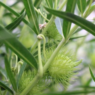 Swan Plant Milkweed