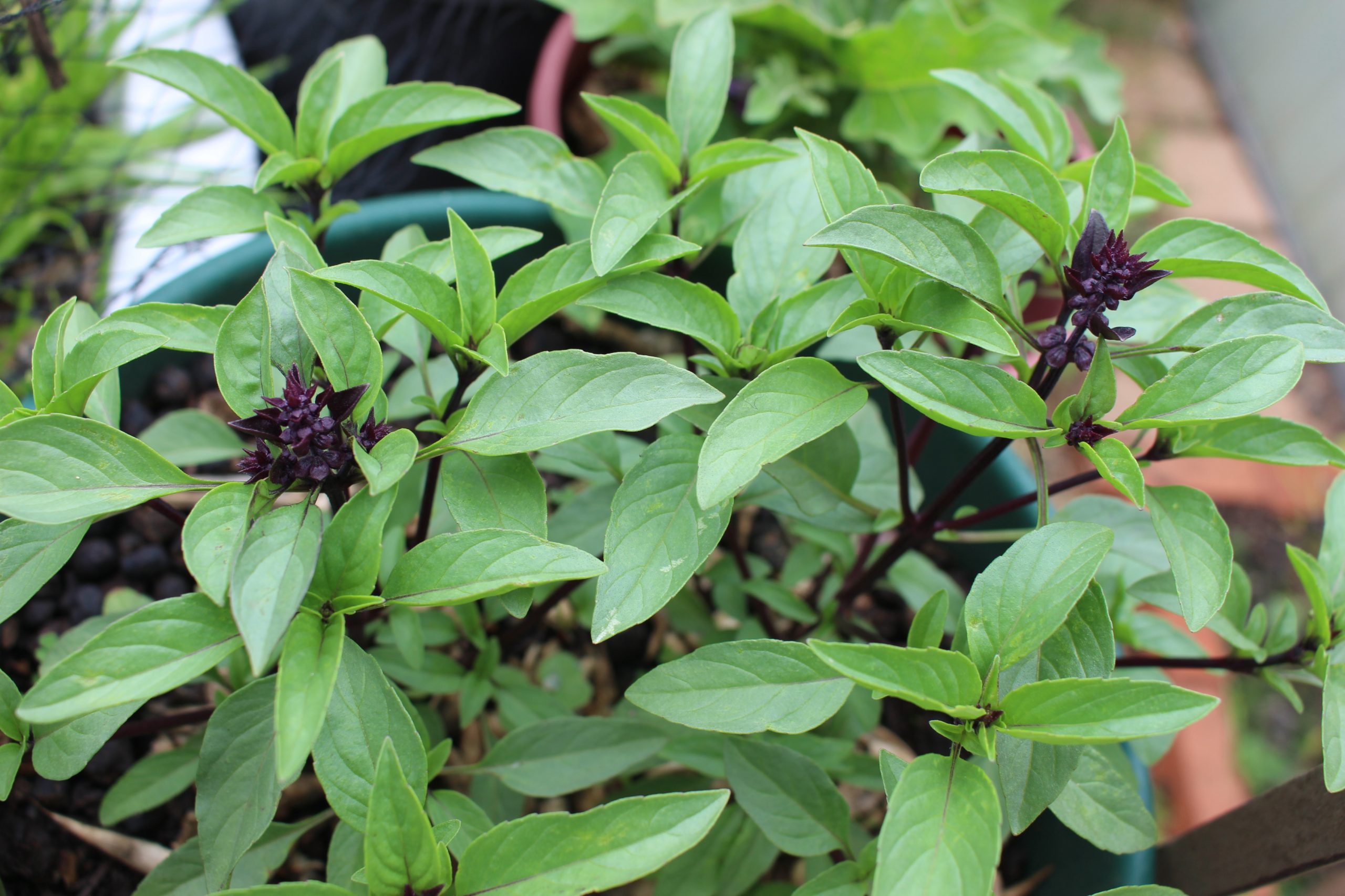 Thai Basil Thai Basil
