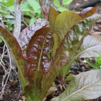 Lettuce Red Cos