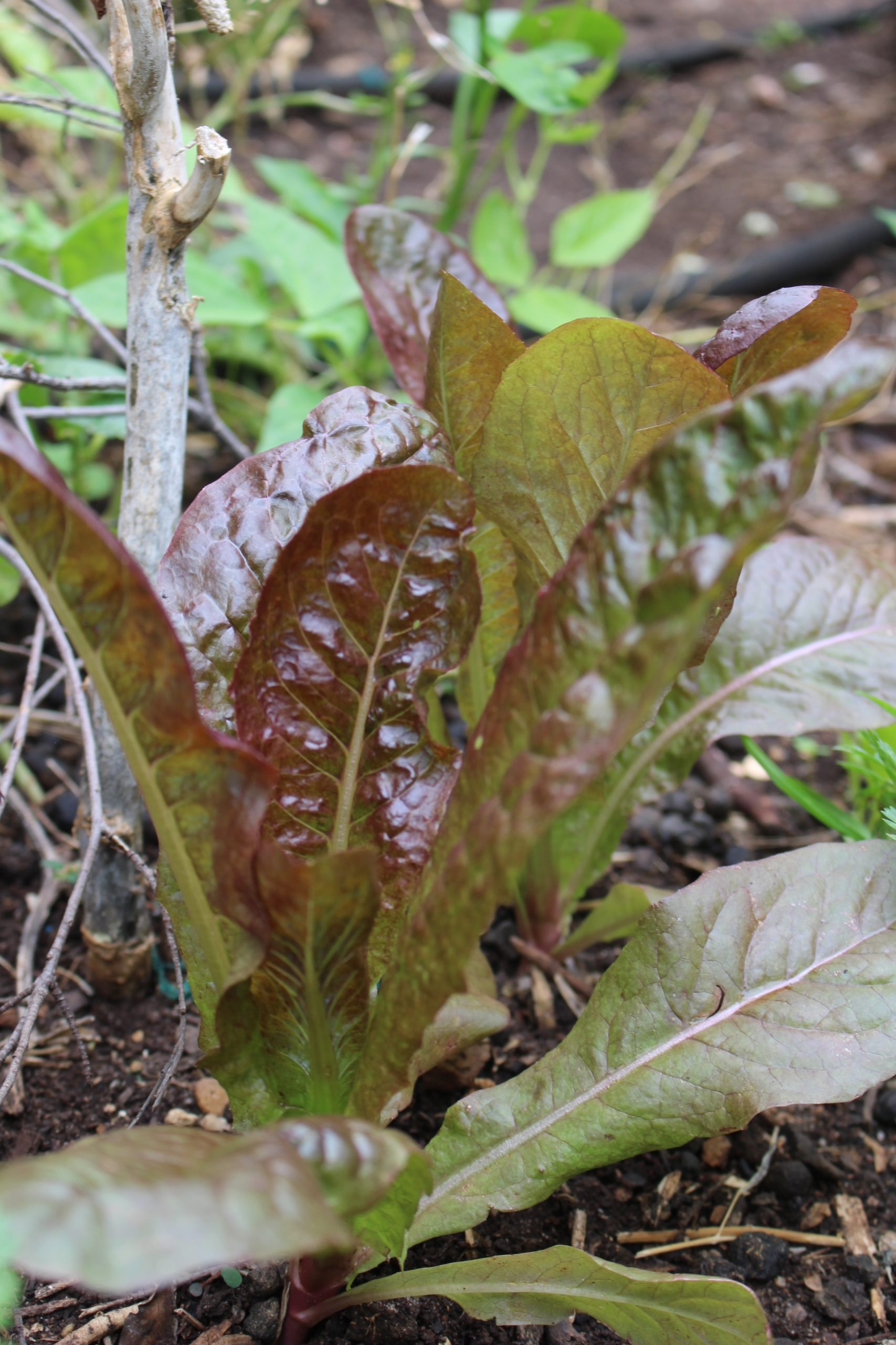 Lettuce Red Cos Lettuce Red Cos