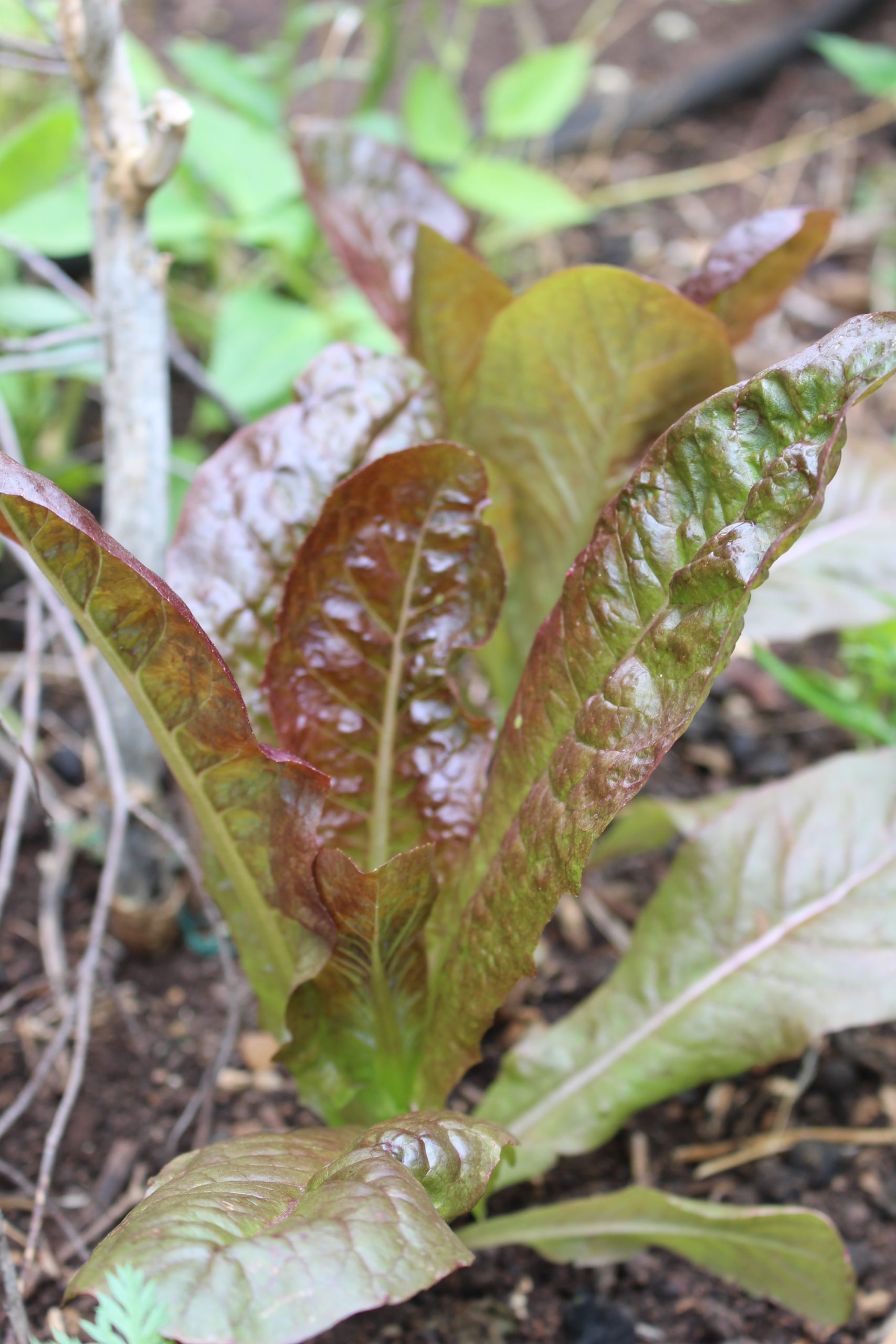 Lettuce Red Cos Lettuce Red Cos - Image 2