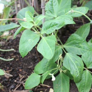 Dwarf Snake Bean